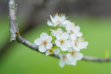 cherry blossom spring