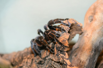 Big spider from the family of tarantulas