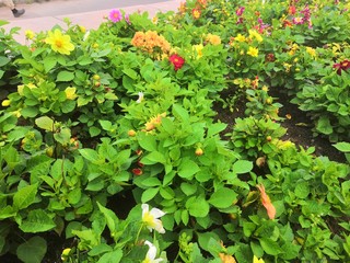 red and yellow flowers
