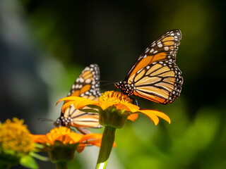 Close-up of two Monarch butterflies, Danaus plexippus, on flowers