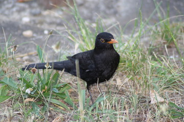 A bird sitting on top of a grass covered field