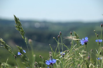 Das ist Natur, Kornblumen im Getreidefeld