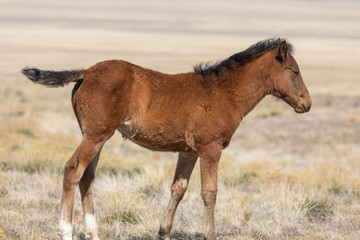 Obraz premium Cute Wild Horse Foal in the Utah Desert