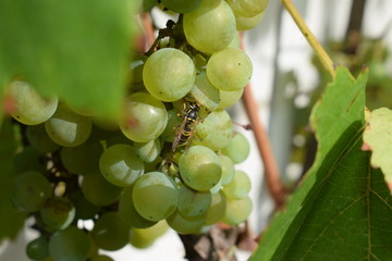 Wespe auf weißen Weintrauben