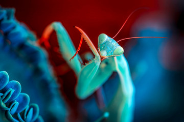 Close up of pair of Beautiful European mantis ( Mantis religiosa ) - obrazy, fototapety, plakaty