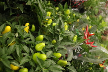 Vase of yellow and red yellow pepper