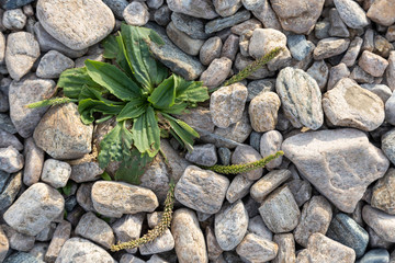 green grass, pushing up through the stones