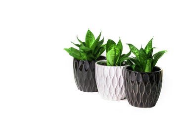 three green plants sanseviera in a pots