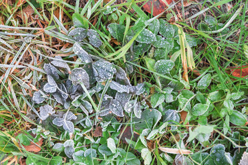 Abstract texture with frosty green grass on the lawn