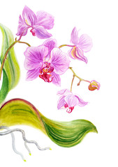 Pink phalaenopsis with leaves and roots, watercolor illustration, print for art poster and other designs