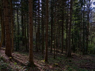 Fototapeta premium P1130557