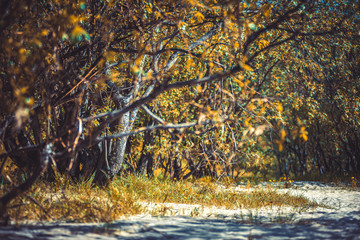 orange color autumn in the forest