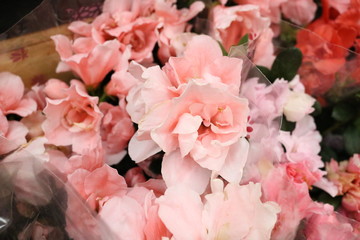 various pink and delicate flowers