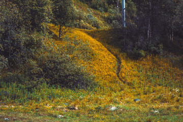 autumn in the forest landscape