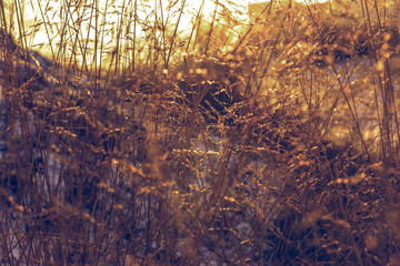 golden sunset throught the hight grass