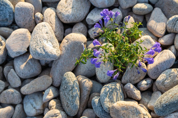 Fototapeta na wymiar flower, pushing up through the stones