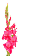 Beautiful red gladiolus flower. Blank of congratulatory card.