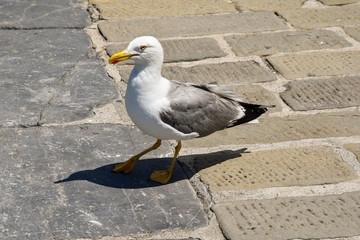 Portrait of a royal seagull (Larus), a large bird of massive build, with a length of 52-58 cm and a wingspan of 120-140 cm, standing on a stone pavement, Italy