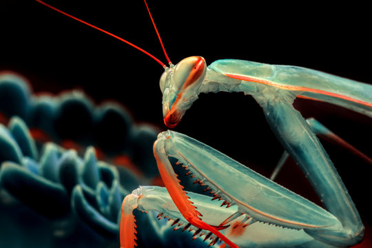 Close up of pair of Beautiful European mantis ( Mantis religiosa )