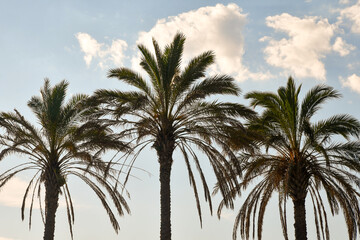 Fototapeta na wymiar Backlight view of three palm trees agaist clear blue sky, Liguria, Italy
