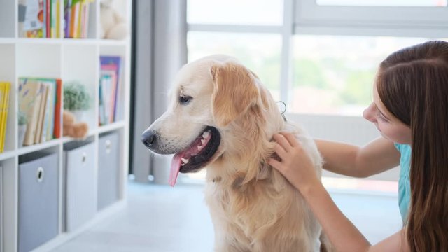 Little girl petting dog in light kids room, golden retriever breed