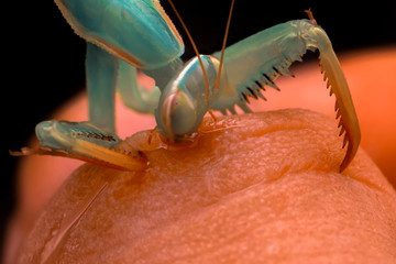 Close up of pair of Beautiful European mantis ( Mantis religiosa )