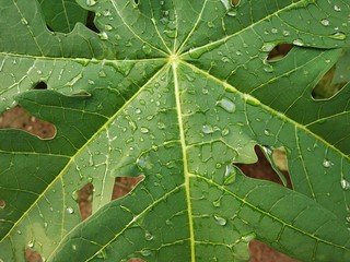 water droplets on papaya leaves after the rain