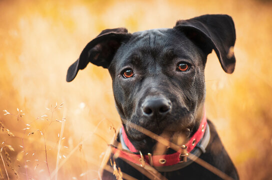 Fototapeta American staffordshire terrier portret w trawie. 