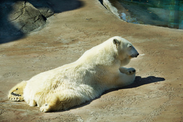 large animal polar bear lies in an aviary in a zoo         