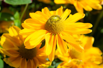yellow flower closeup