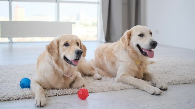 Golden retrievers lying next to balls on light room's floor