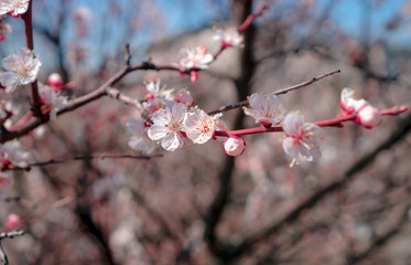 Spring flowers on fruit trees