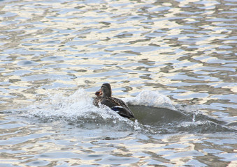 Waterfowl duck at high speed trying to swim away taking possession of a piece of bread