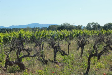 Fototapeta na wymiar Vignoble de Provence