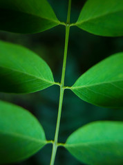 Detail of  green leaves on stem in nature