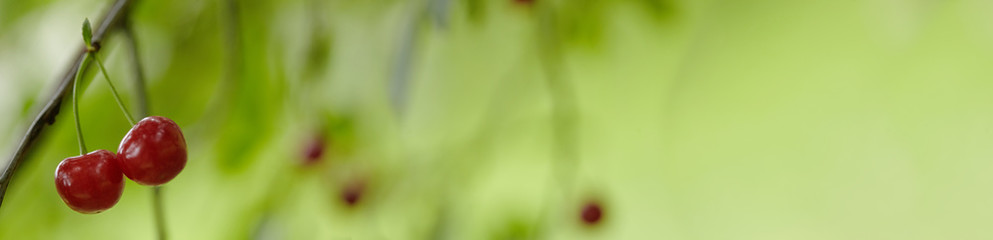 Fresh ripe cherry on nature background. Selective focus. Banner for designe site.