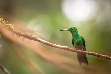 Hummingbird in a Branch. Green Hummingbird in a Branch, in Costa Rica