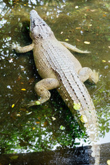 Vertical photo of a crocodile on the water's surface