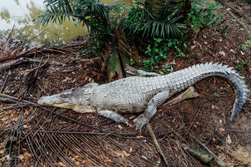 Crocodile walking in the forest of a nature reserve