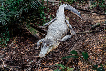 Crocodile walking in the forest