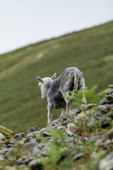 sheep in the mountain