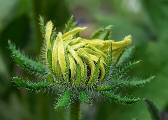 
macro of flowers, made in different gardens