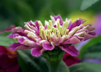 macro of flowers, made in different gardens © Yamile