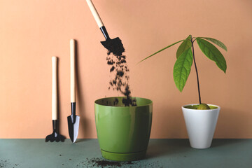 Planting avocado sprouted seed in a pot. Caring for house plants and greenery in the interior...