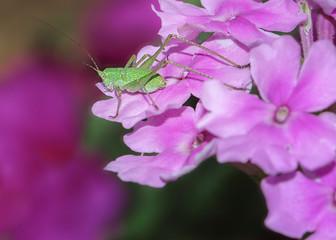 
macro of flowers, made in different gardens