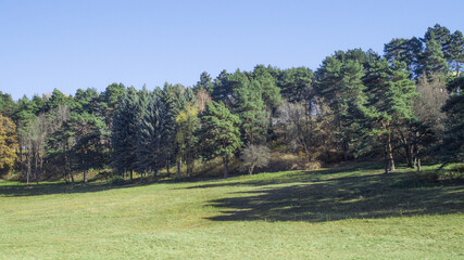 autumn green november landscape with trees