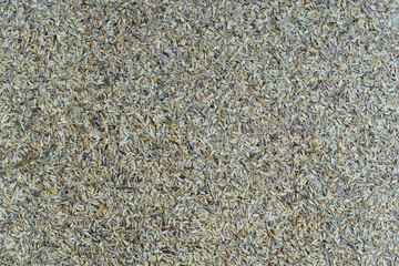 Raw wild rice grains