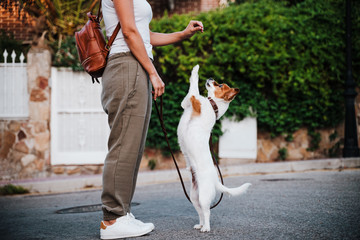 Obraz premium close up of young woman outdoors wearing protective mask, cute jack russell dog besides. New normal concept
