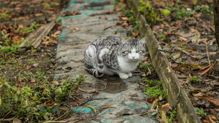 tabby fluffy cat in the winter green garden