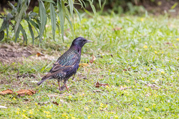 Obraz premium Common starling (Sturnus vulgaris)